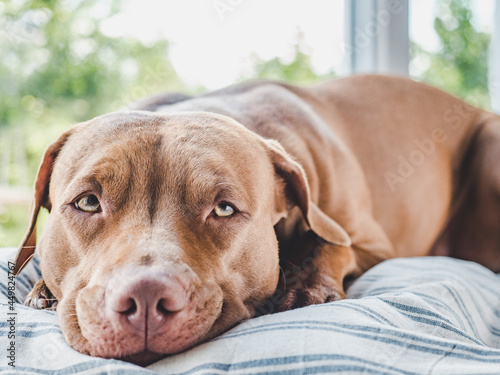 Lovable, pretty puppy of brown color. Close-up, indoors. Day light. Concept of care, education, obedience training and raising pets