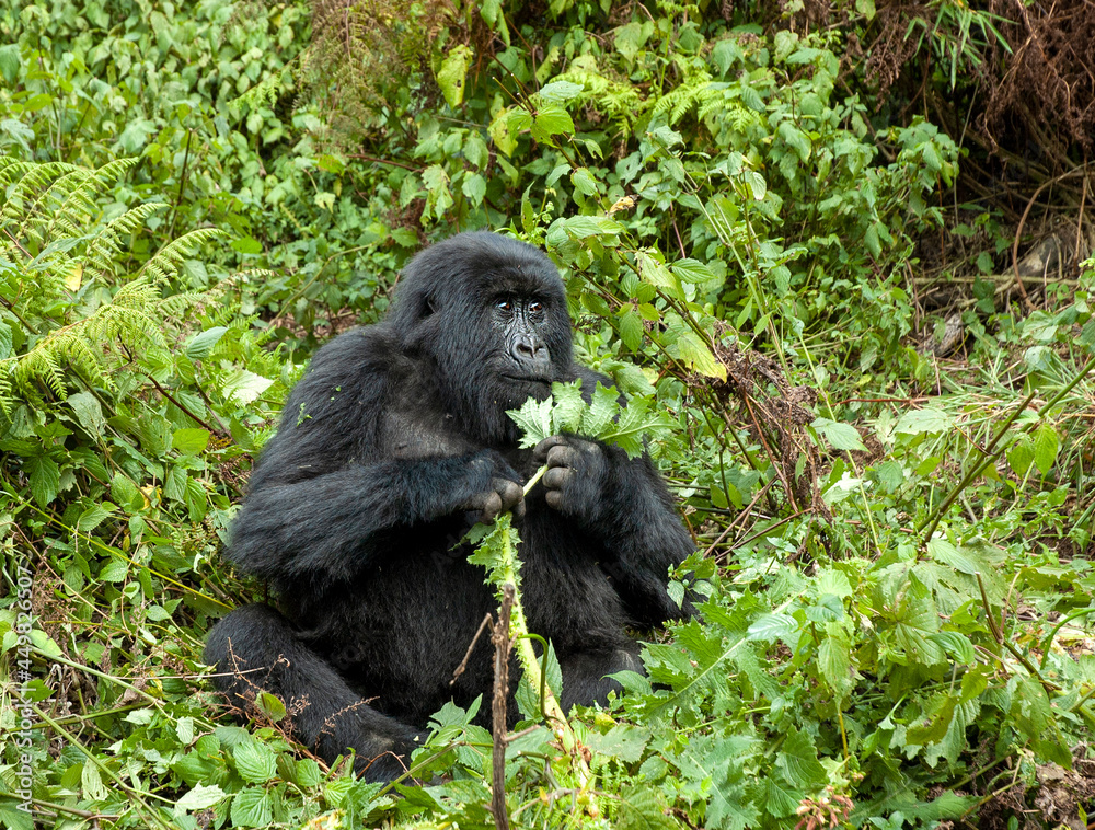Mountain Gorilla, Gorilla beringei Mountain Gorilla, Gorilla beringei