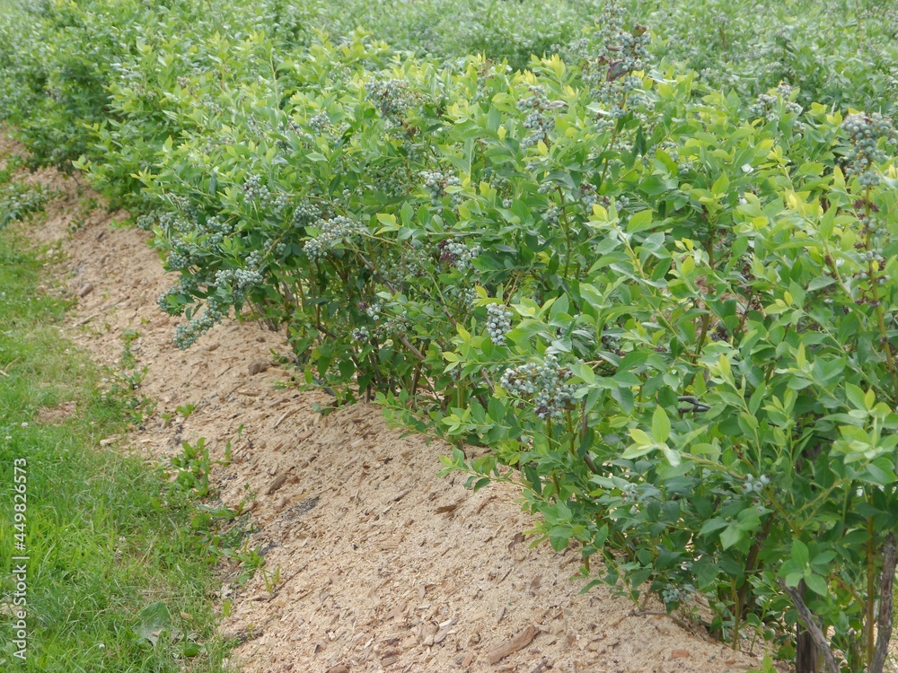 A row of hills covered with mulch on which blueberry bushes are planted. The fruits are still green and not ripe. The mulch helps retain moisture