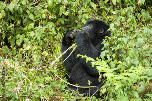 Mountain Gorilla, Gorilla beringei