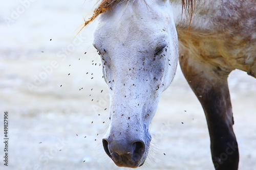 Photos insects bite the horse, gadflies and flies attack the horse wildlife insect prot