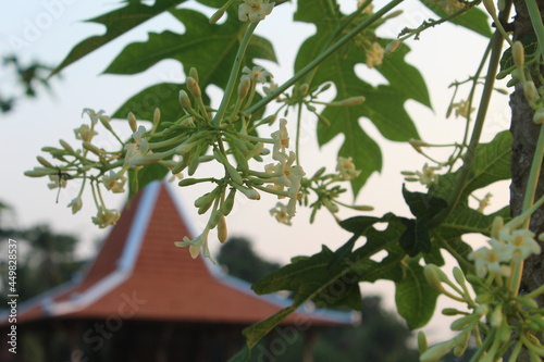 branch of a tree with leaves