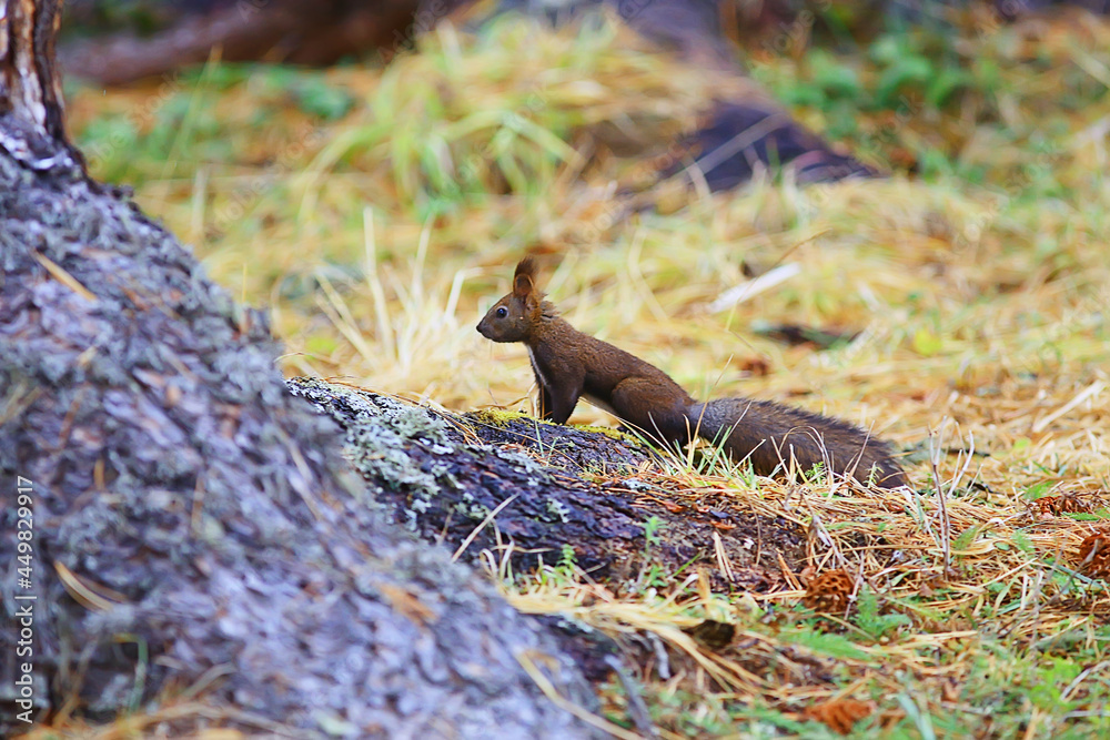 squirrel small wild animal in nature in autumn squirrel small wild animal in nature in autumn