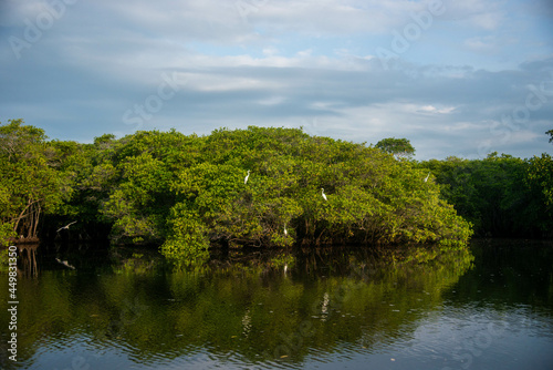 Manglares  Monterrico