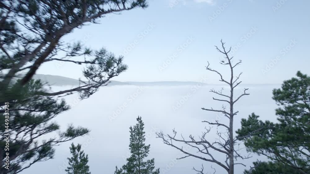 creepy and scary forest and morning fog over the dark mysterious hills. a gloomy dawn in nature, an open space. flying on a drone through dried spruce branches, a good introductory footage for a movie creepy and scary forest and morning fog over the dark mysterious hills. a gloomy dawn in nature, an open space. flying on a drone through dried spruce branches, a good introductory footage for a movie
