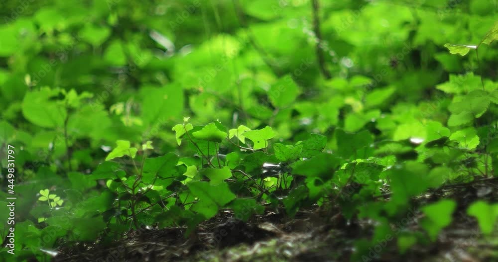 Green leaves in the forest ground level slider shot. Summer breeze, real time, no people, shallow depth of field, bokeh Green leaves in the forest ground level slider shot. Summer breeze, real time, no people, shallow depth of field, bokeh