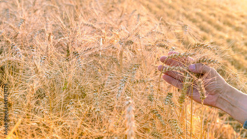 A man's hand holds ripe ears of wheat on the field during the harvest.