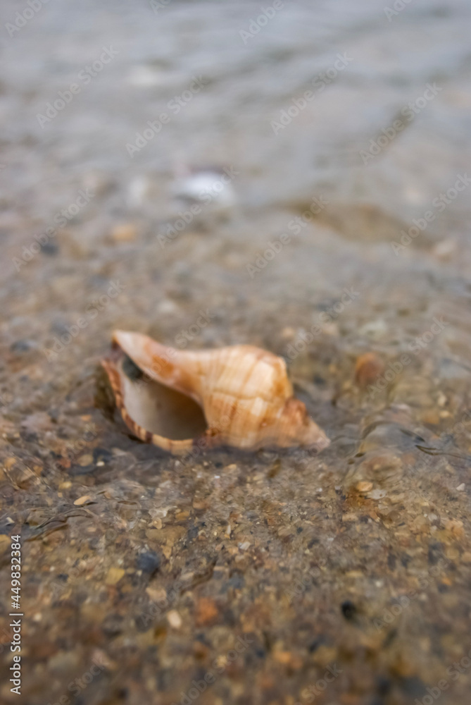 Sea of the West Sea of Korea Underwater Shell Sea of the West Sea of Korea Underwater Shell