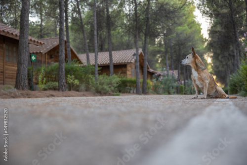 Dog in nature on a road
