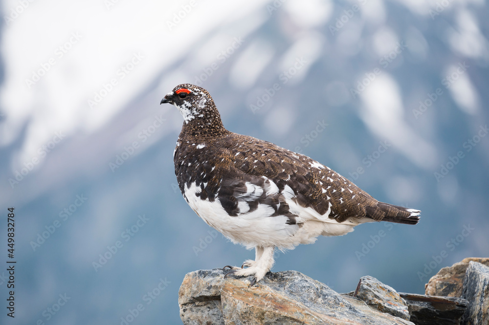 Fototapeta premium ライチョウの雄(rock ptarmigan)