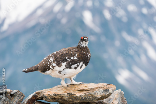 ライチョウ雄(rock ptarmigan)