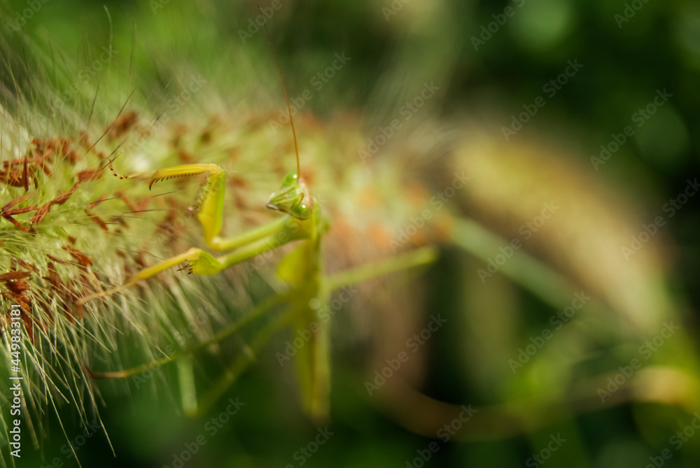 a mantis on a foxtail