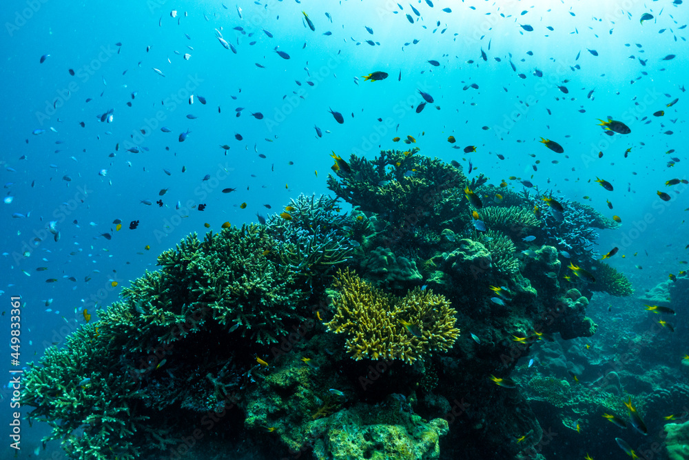 underwater scene with coral reef and fish; Surin Islands; Thailand.