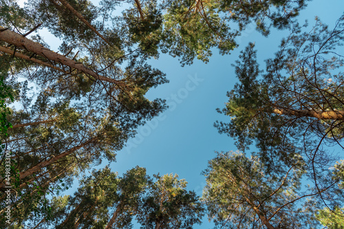 Tall pine tree tops against blue sky.
