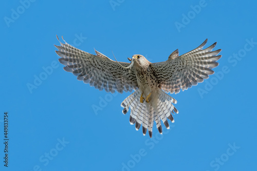 Beautiful portrait of kestrel with prey in the beak (Falco tinnunculus)