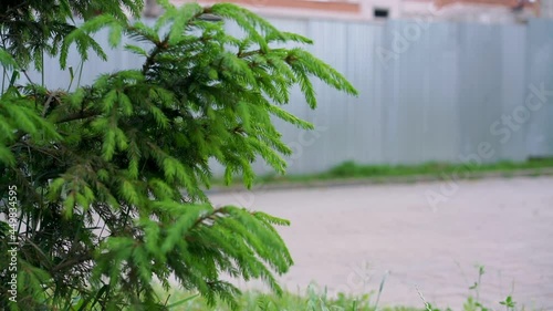 Green furry fir-tree branch sways in wind against high grey industrial metal fence surrounding construction site and empty road slow motion photo