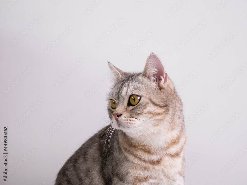 Close up cute cat with beautiful yellow eyes over white background