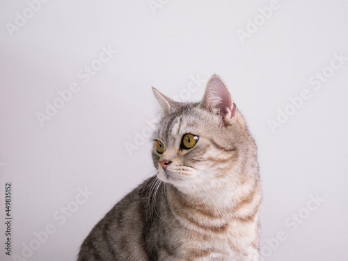 Close up cute cat with beautiful yellow eyes over white background © jcsmilly