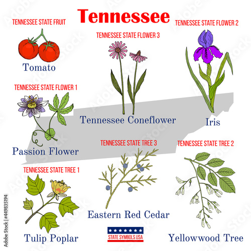 Tennessee. Set of USA official state symbols