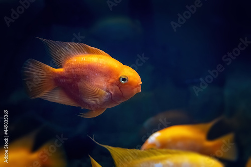Close-up Blood Parrot Cichlid. Orange and yellow aquarium fish on dark blue background