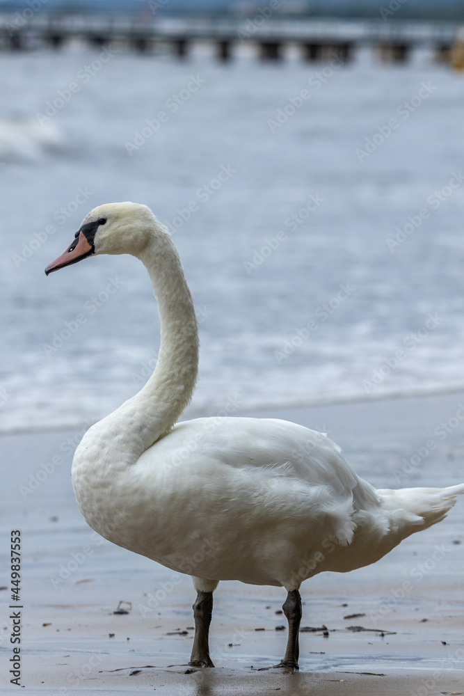 swan on the water