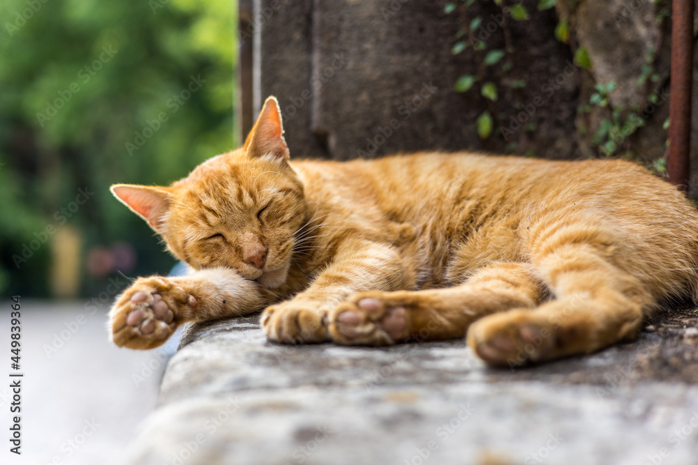 Chat roux dormant sur un mur dans le petit village de Villeneuvette (Occitanie, France)