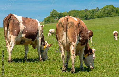 Vaches montbéliardes au pâturage à Corveissiat, Ain, France © Jorge Alves