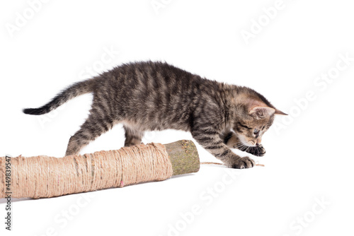 Little gray cat play wit a stick on a white background © SasaStock