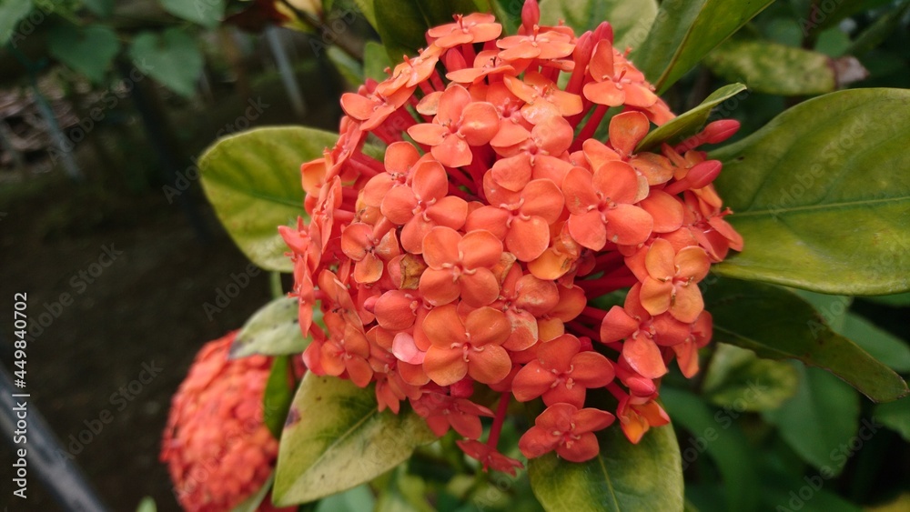 red and yellow flower red and yellow flower