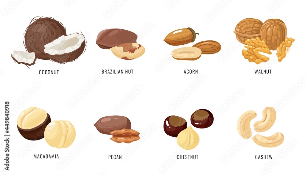 Nuts and seeds. Various nut and seed in shell and peeled, coconut and brazilian, acorn and walnut, macadamia and pecan, chestnut and cashew. Autumn harvest collection cartoon vector isolated set