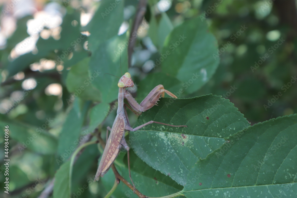 Fototapeta premium A brown praying mantis is sitting on a tree branch in the garden.