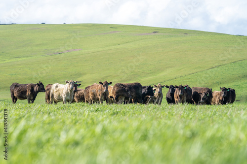 Herd of steers and beef cows, eating green grass, during spring. photo