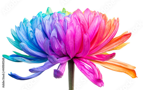 One colored chrysanthemum on white background, front view, isolated. Chrysanthemum is painted in rainbow colors. Set 1 of 3. photo