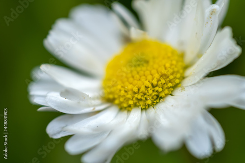 White daisy flower close-up in the garden