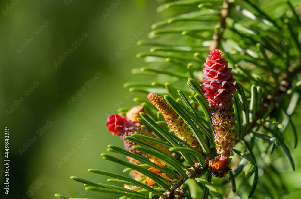 Young pink pine cones on Picea omorika branch. Beautiful spruce with shot green needles. Sunny day in spring garden. Nature concept for design. Close-up. Selective focus. Place for your text. Young pink pine cones on Picea omorika branch. Beautiful spruce with shot green needles. Sunny day in spring garden. Nature concept for design. Close-up. Selective focus. Place for your text.