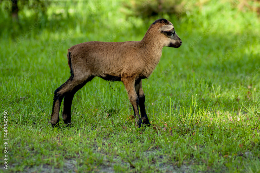 Young Cameroon sheep grazing in a green meadow. Young Cameroon sheep grazing in a green meadow.