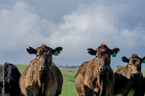 Cows eating grass in Australia. photo