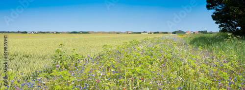 Schilderij op canvas corn field and summer flowers under blue sky on the dutch island of texel under