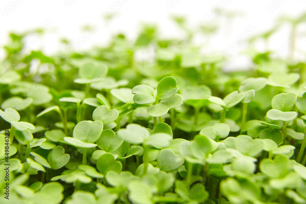 Fresh microgreens background. Young arugula green shoots, macro Fresh microgreens background. Young arugula green shoots, macro