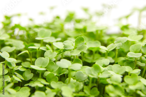 Wallpaper Mural Fresh microgreens background. Young arugula green shoots, macro Torontodigital.ca