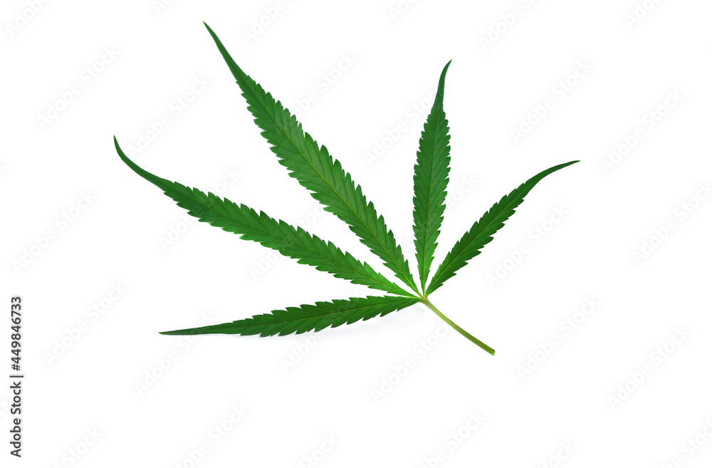 Green Cannabis leaf isolated on white.