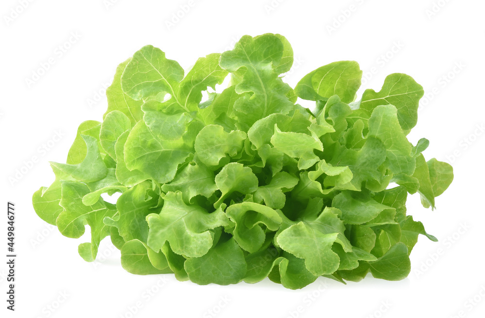 Green oak lettuce on white background Green oak lettuce on white background