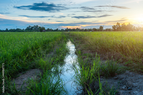 Scenic view landscape of Rice field green grass with field cornfield or in Asia country agriculture harvest with fluffy clouds blue sky sunset evening background.