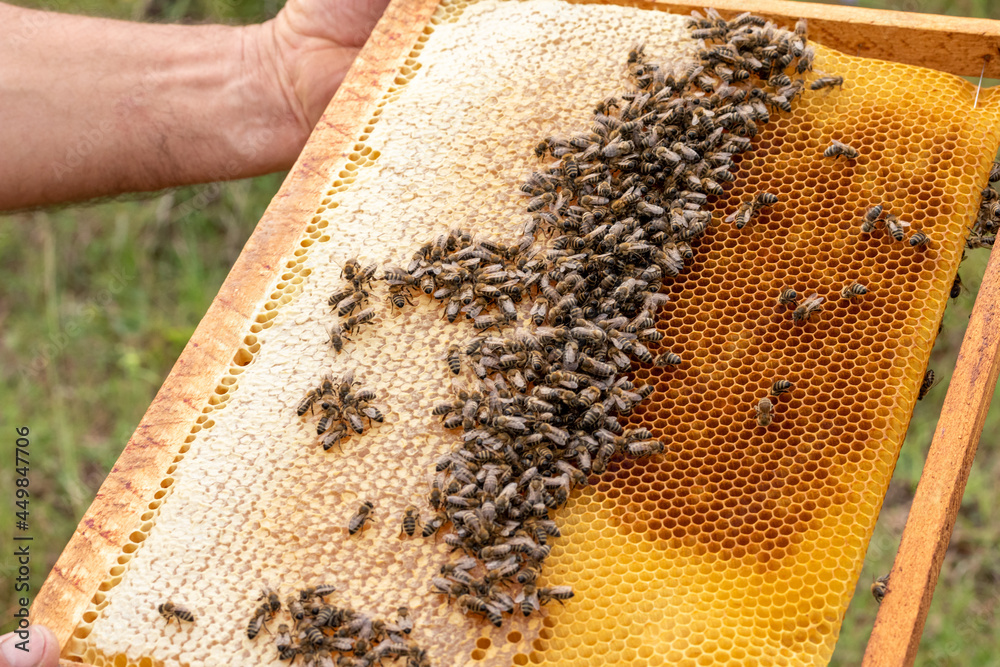 The beekeeper holds a honey cell with bees in his hands. Apiculture. Apiary in Prahova Romania