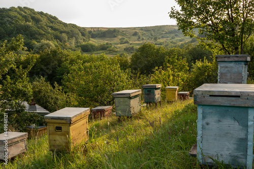 colored wooden beehives in golden hour - honey bees flying around wooden beehives.colorful beehives on the hill in Prahova Romania © Mihai
