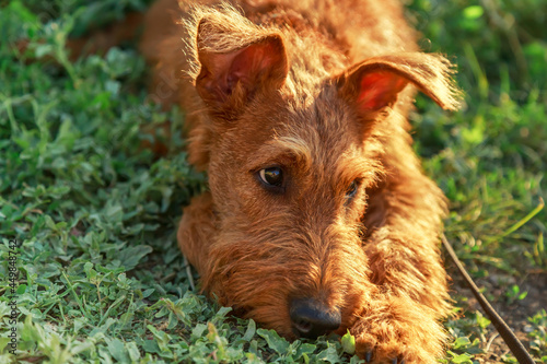 Fotografía Gorgeous beautiful purebred young serious obedient bored sad puppy hunting dog I