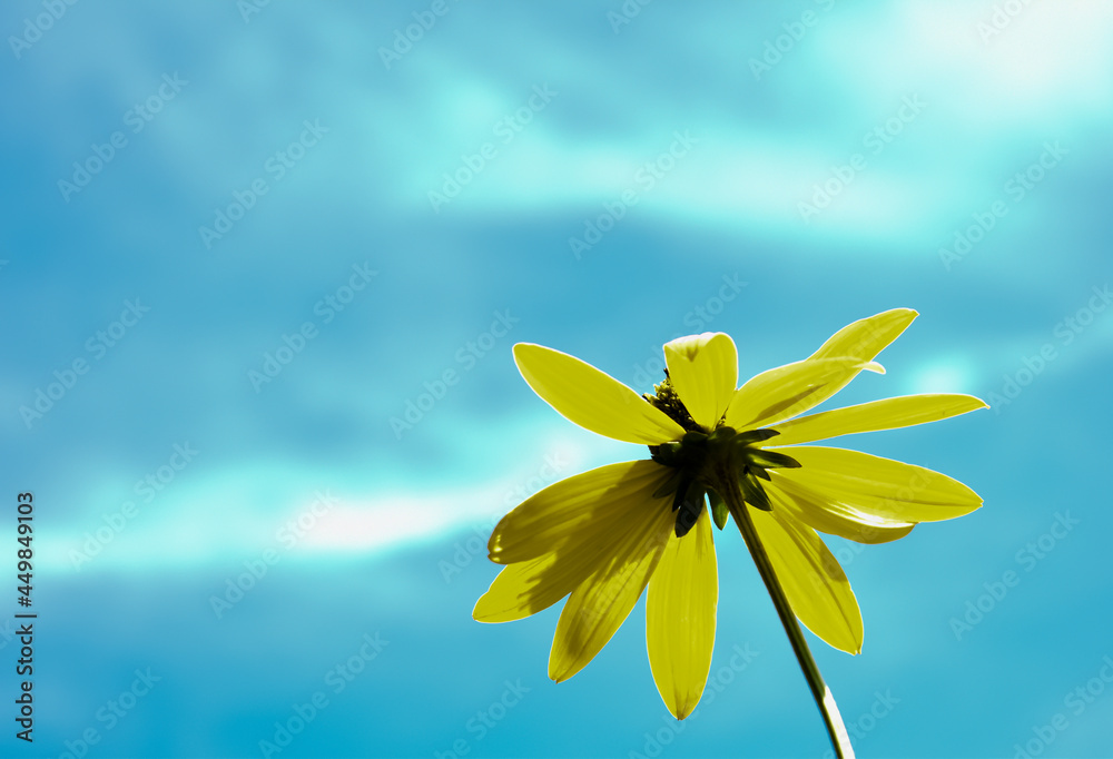 Duże, żółte, wiosenne kwiaty na tle błękitnego nieba. - obrazy, fototapety, plakaty 