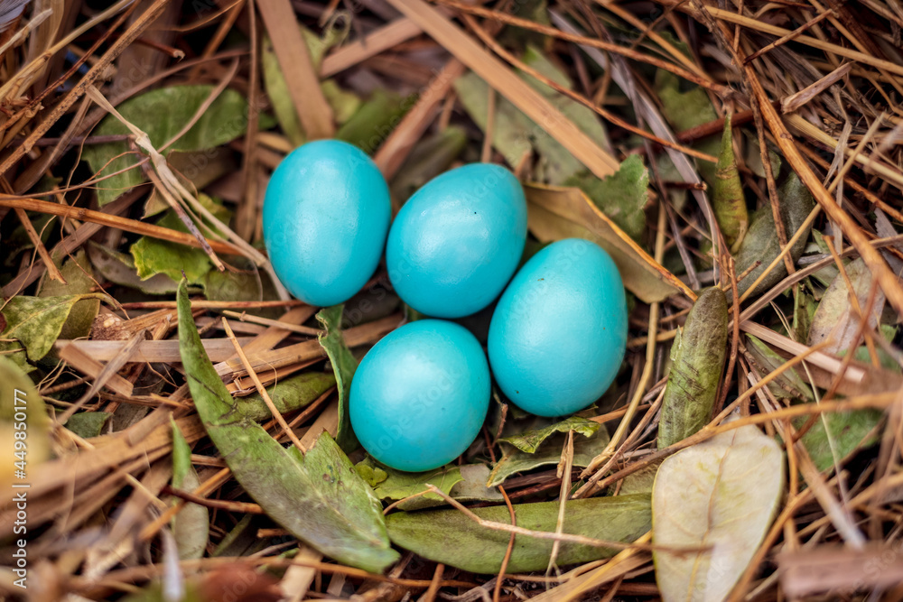 A blue jay's nest with blue eggs.