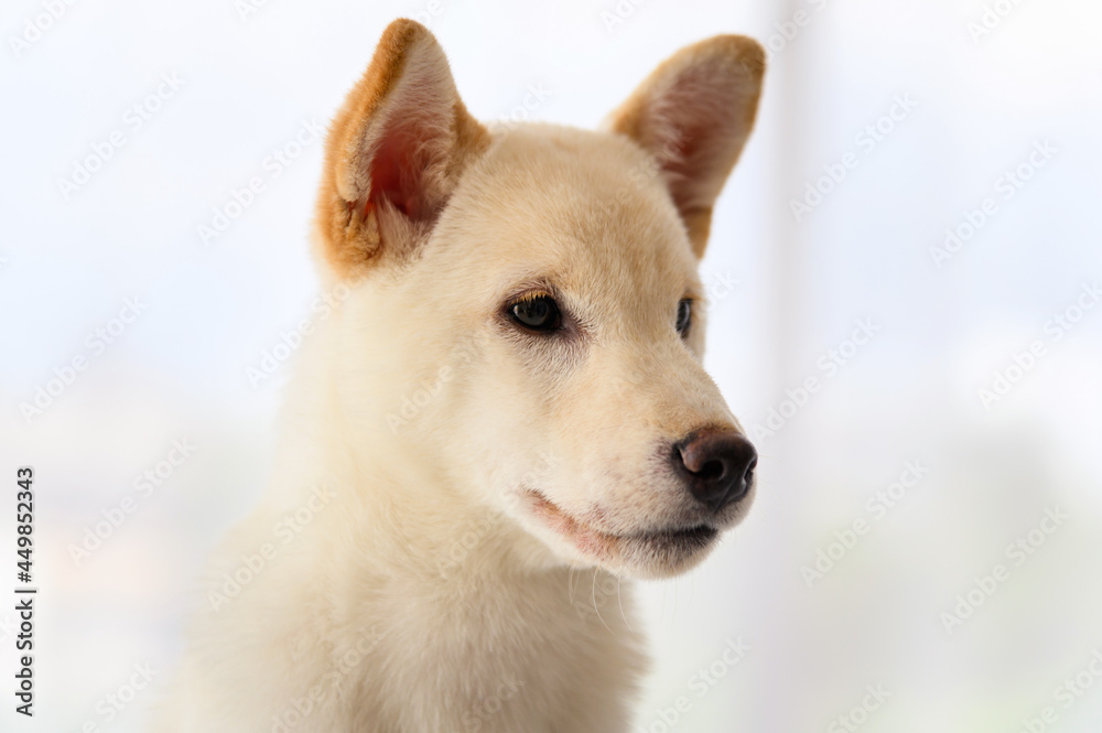 White Shiba Inu Japanese pedigree adorable puppy staying on bed in bedroom. Pet Lover concept. animal portrait with copy space