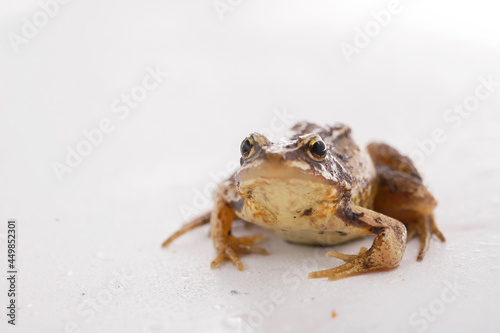 Grass brown frog sitting on a white background